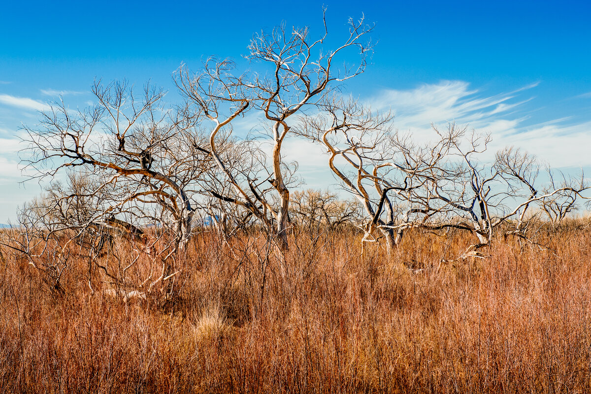 _DSC3483-Edit.jpg