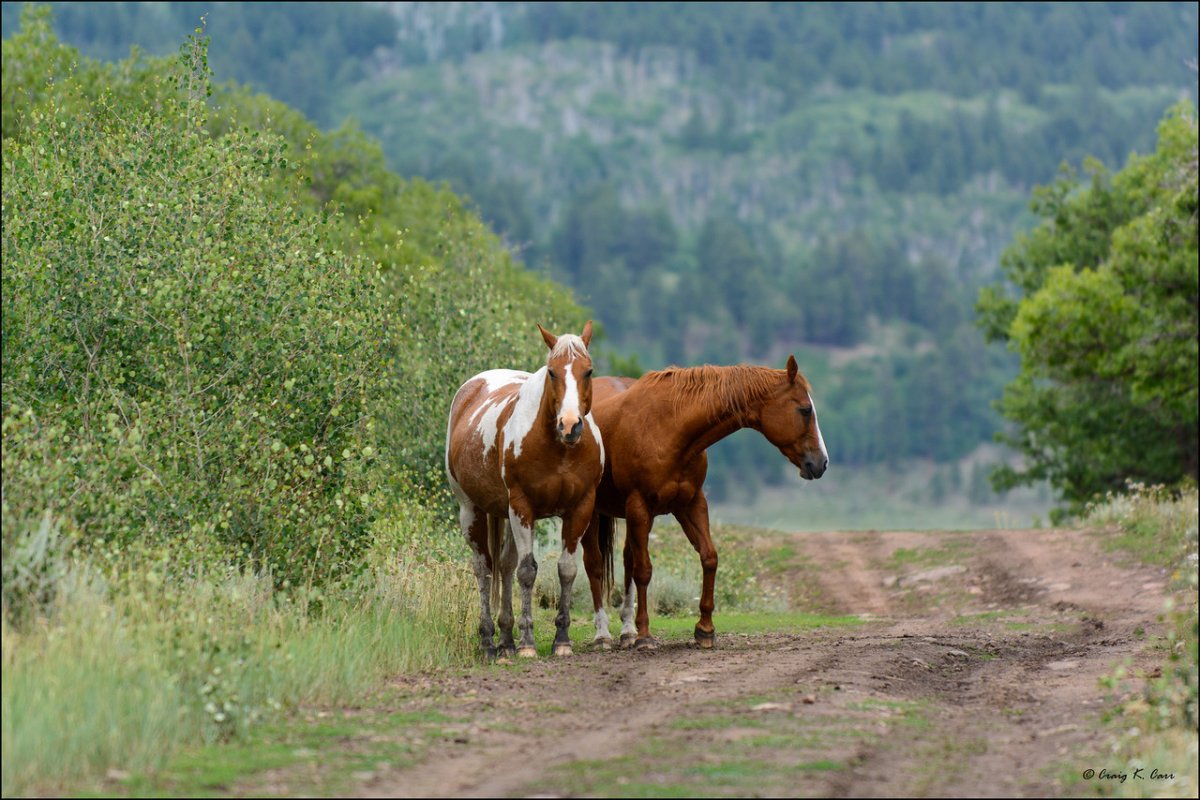 _DSC3525-X2.jpg