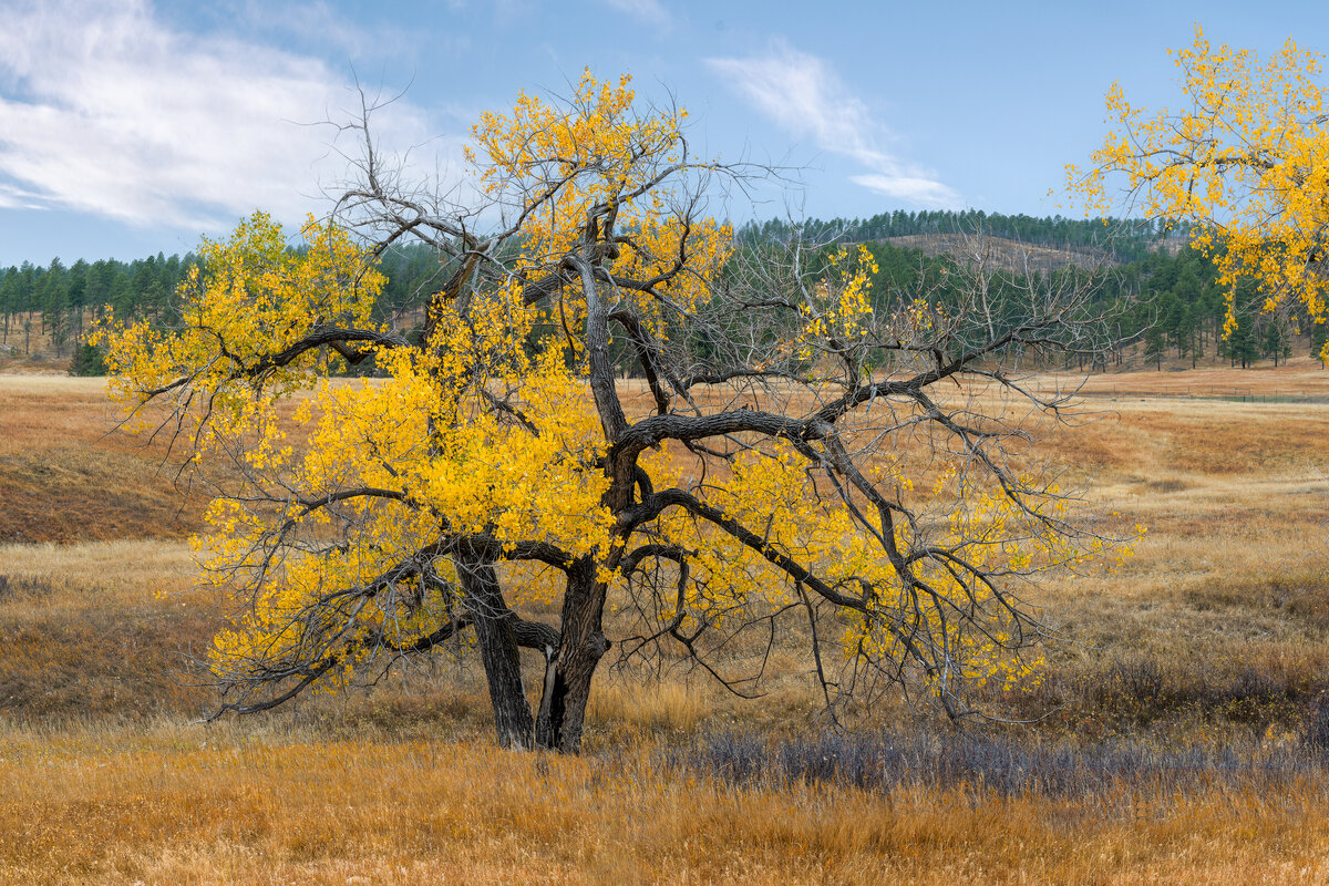 _DSC3532-NEF_DxO_DeepPRIME-Pano-Edit.jpg