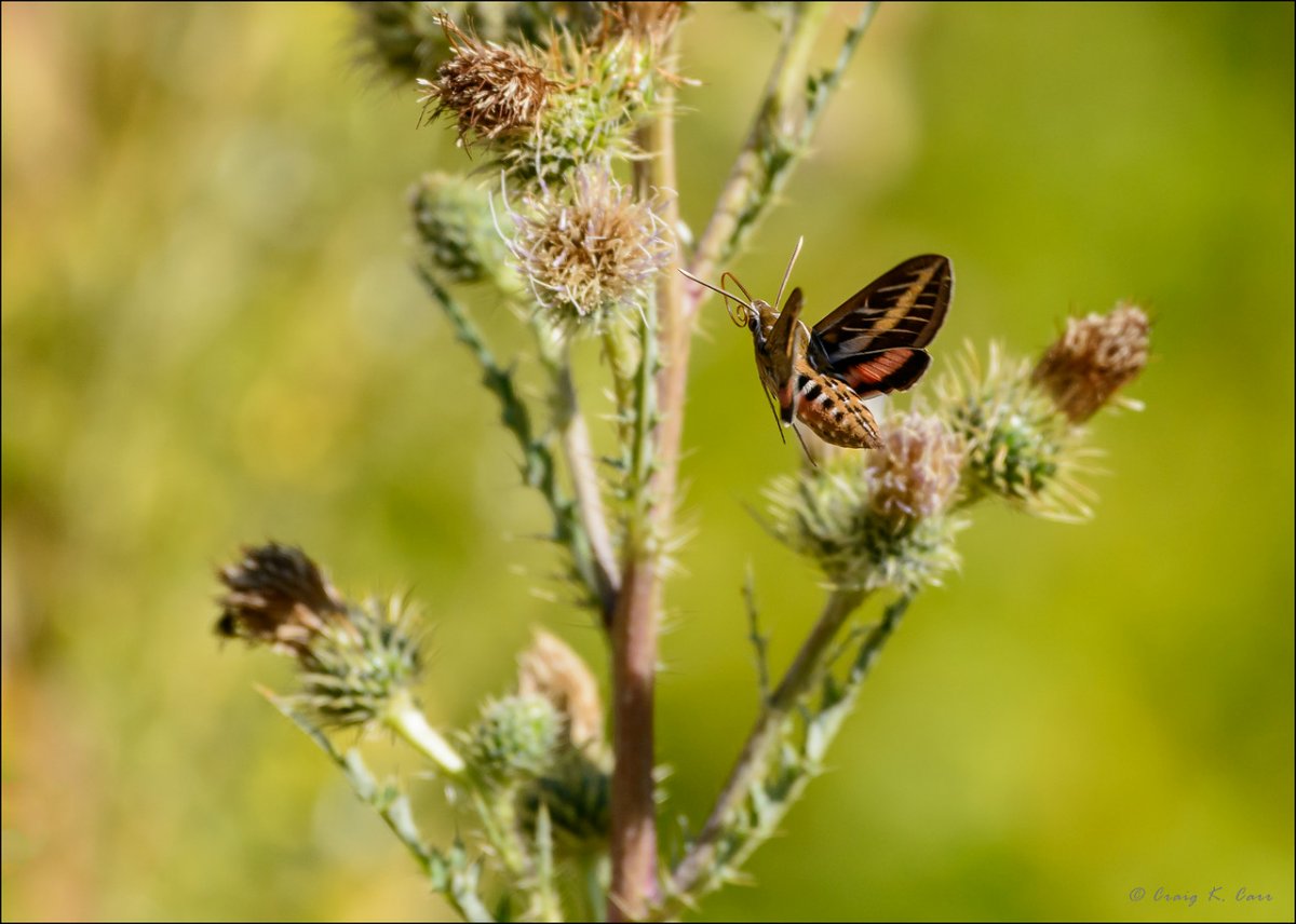 _DSC3955_005144-X2.jpg