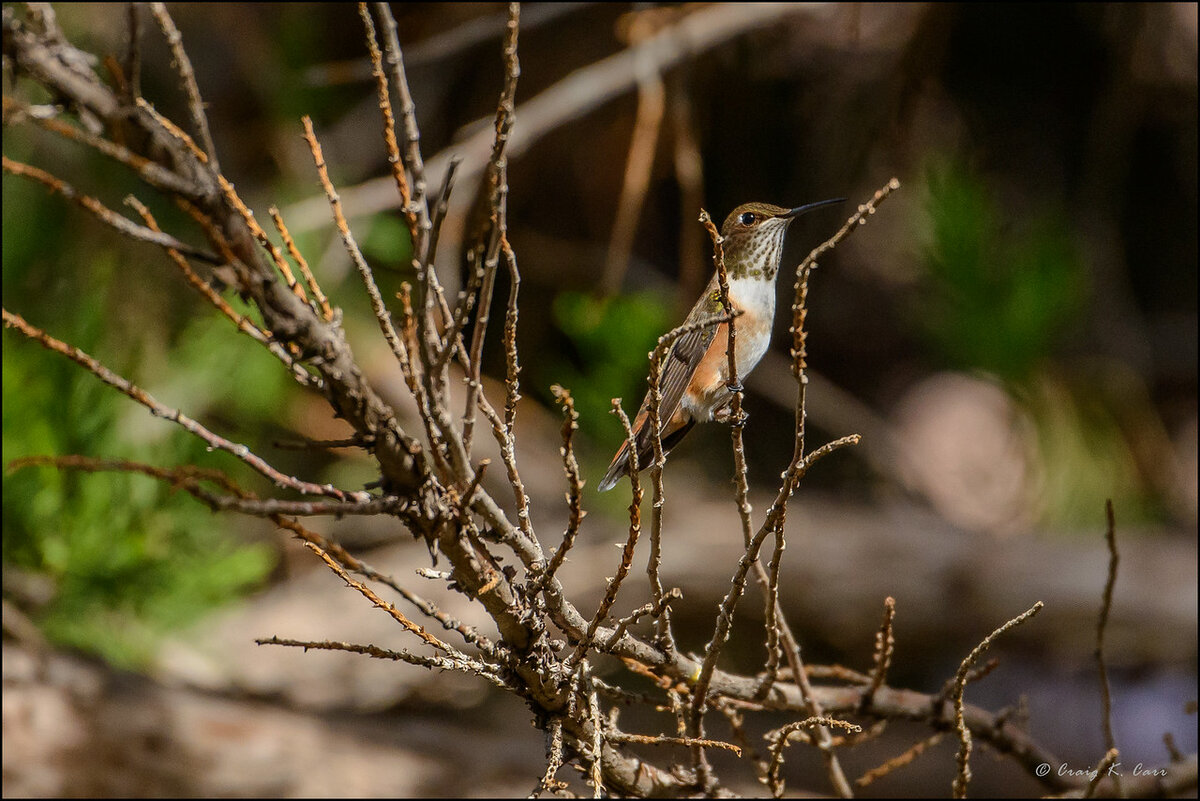 _DSC4175_005340-X2.jpg