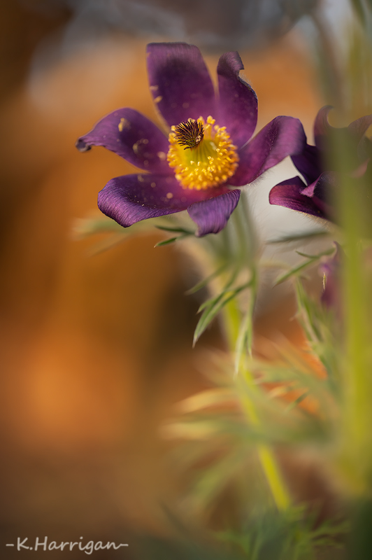 _DSC4287-sharpened.jpg