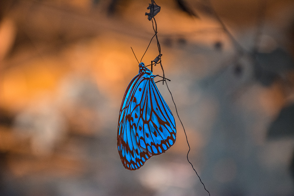 _DSC4310_dw.jpg