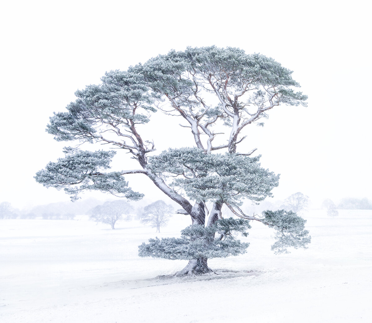 _DSC4406-ARW_DxO_DeepPRIME-2 single tree copy.jpg
