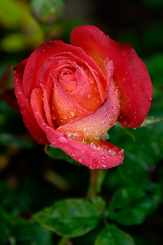_DSC4512_d1w.jpg