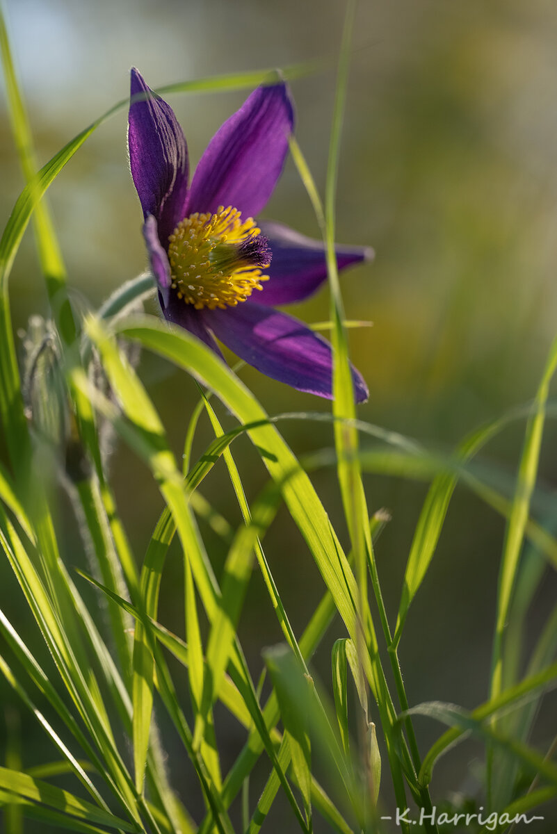 _DSC4674-sharpened 12.jpg