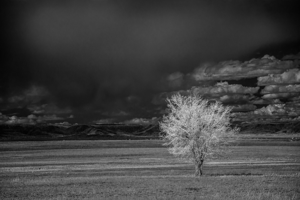 _DSC4835_WBbox_BW_dw.jpg