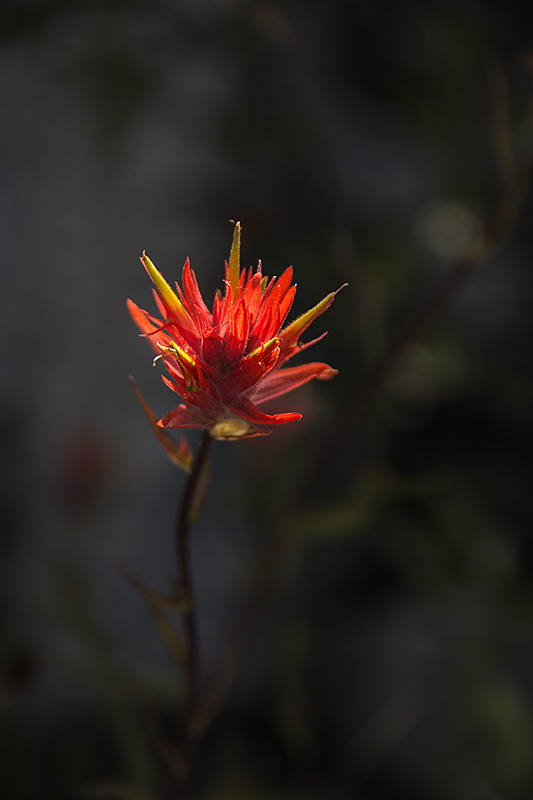 _DSC5082_dw - great red paintbrush.jpg