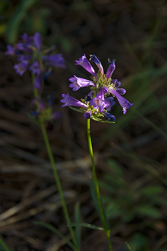 _DSC5099_dw - whorled penstemon.jpg