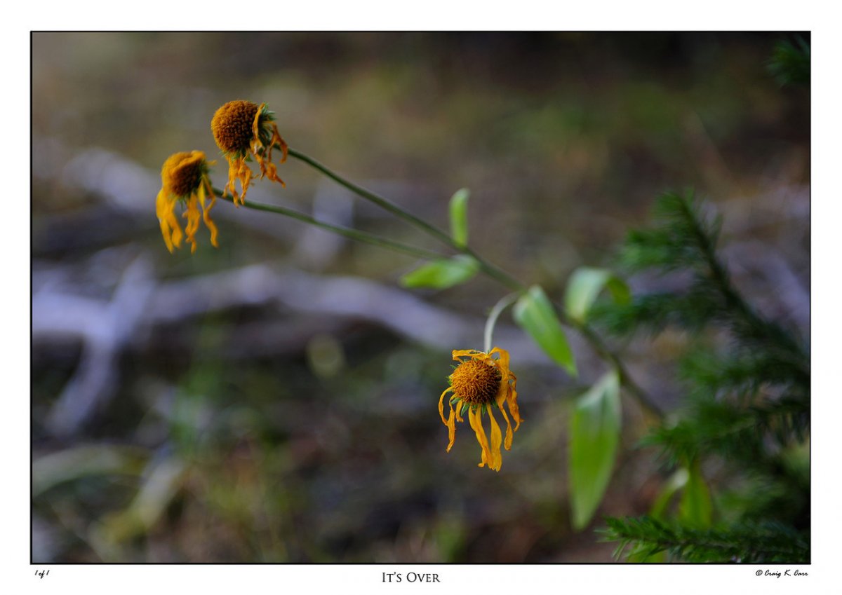 _DSC5468-X2.jpg