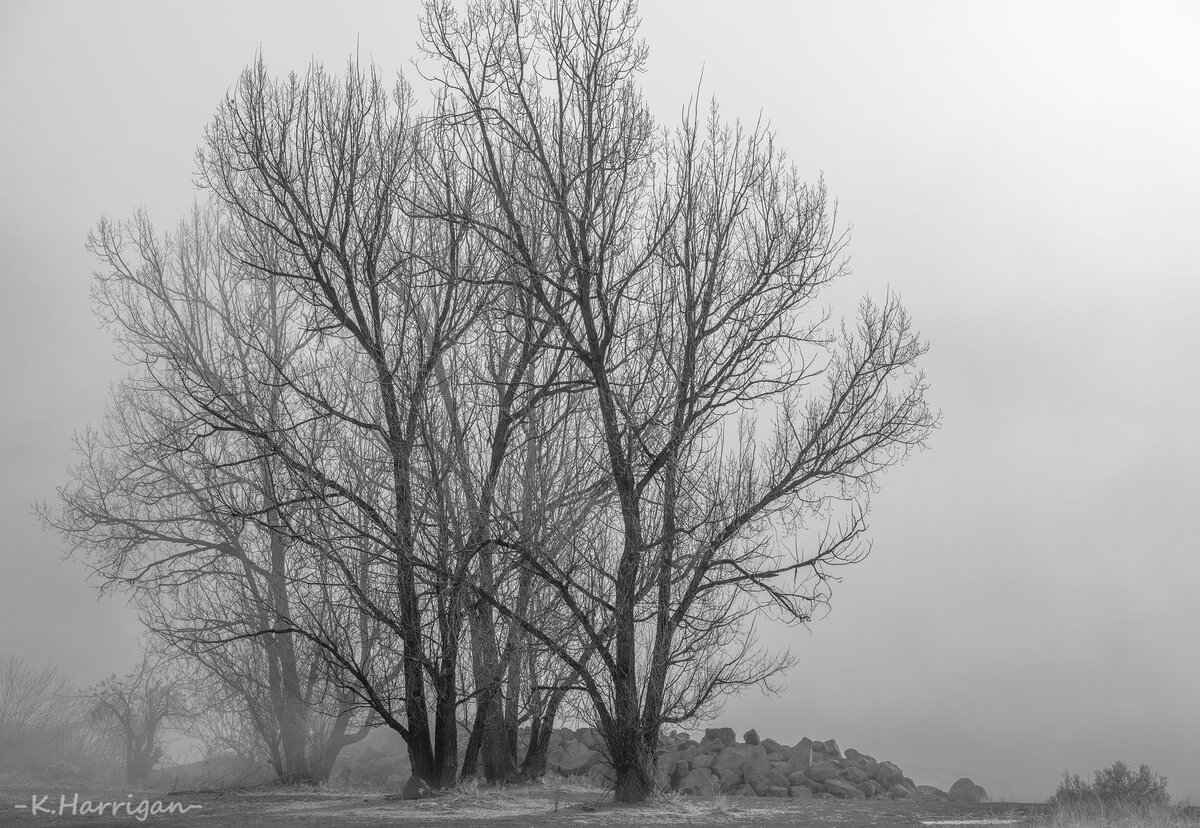 _DSC5604 copy.jpg