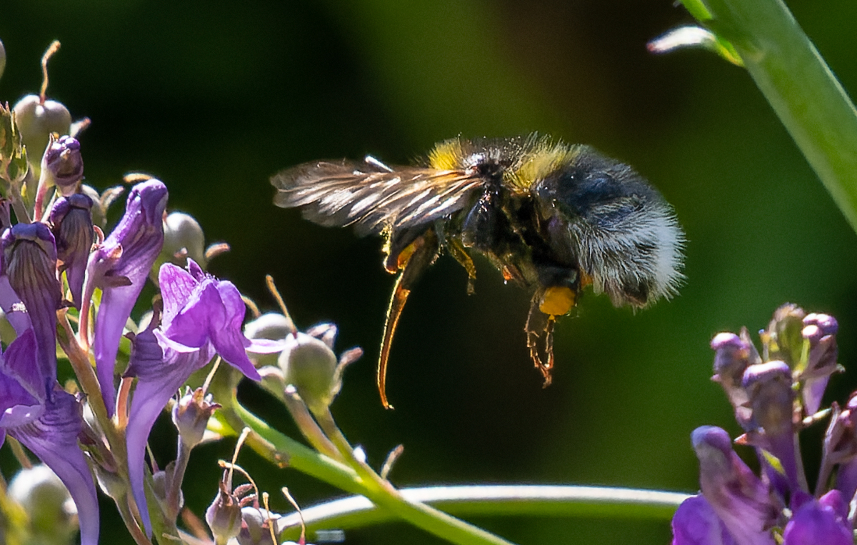 _DSC5649-ARW_DxO_DeepPRIME-1 1200.jpg