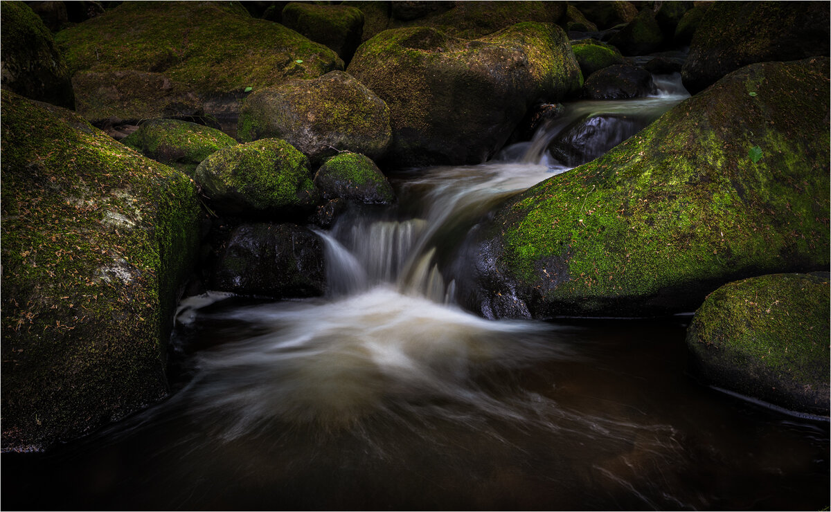 _DSC5740-1 bonsai.jpg