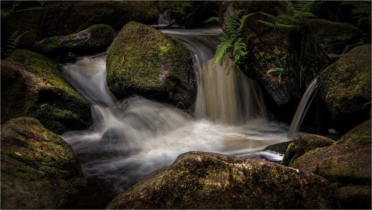 _DSC6147-1 bonsai.jpg