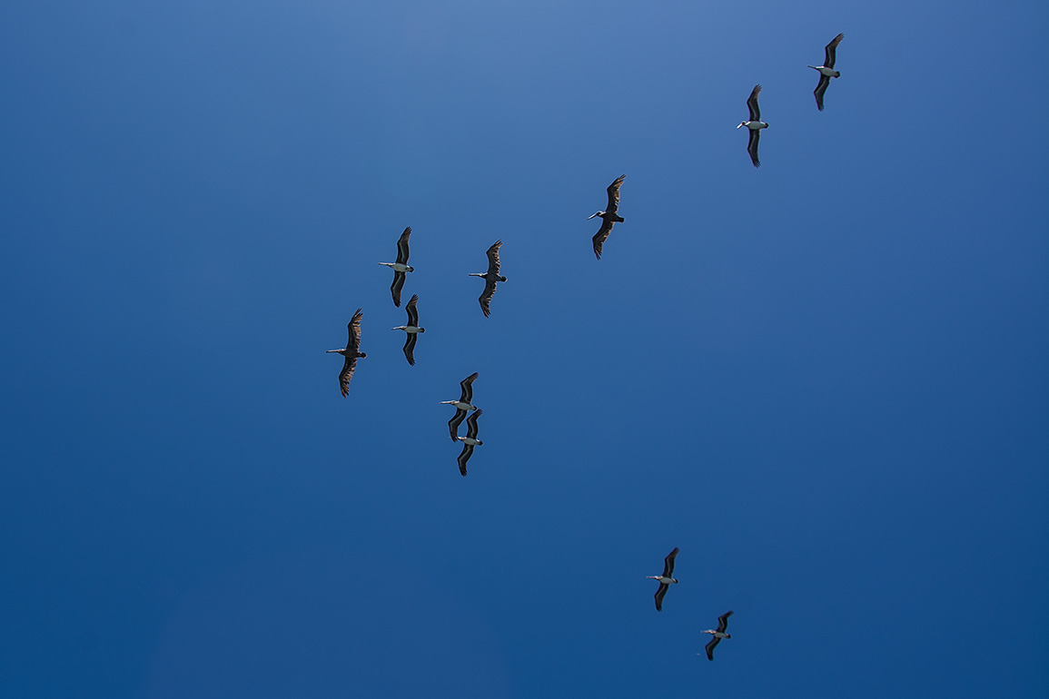 _DSC618_dw.jpg