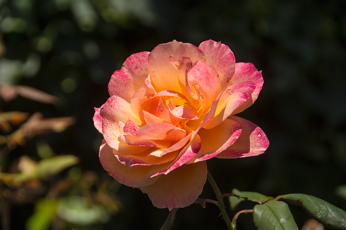 _DSC6207_dw.jpg