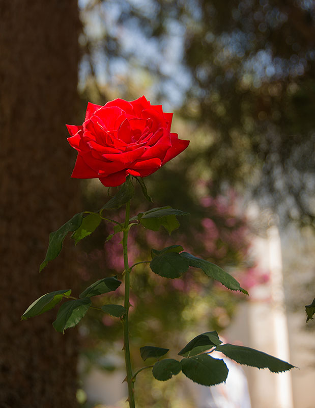 _DSC6336_a3_dw - Simply Red.jpg