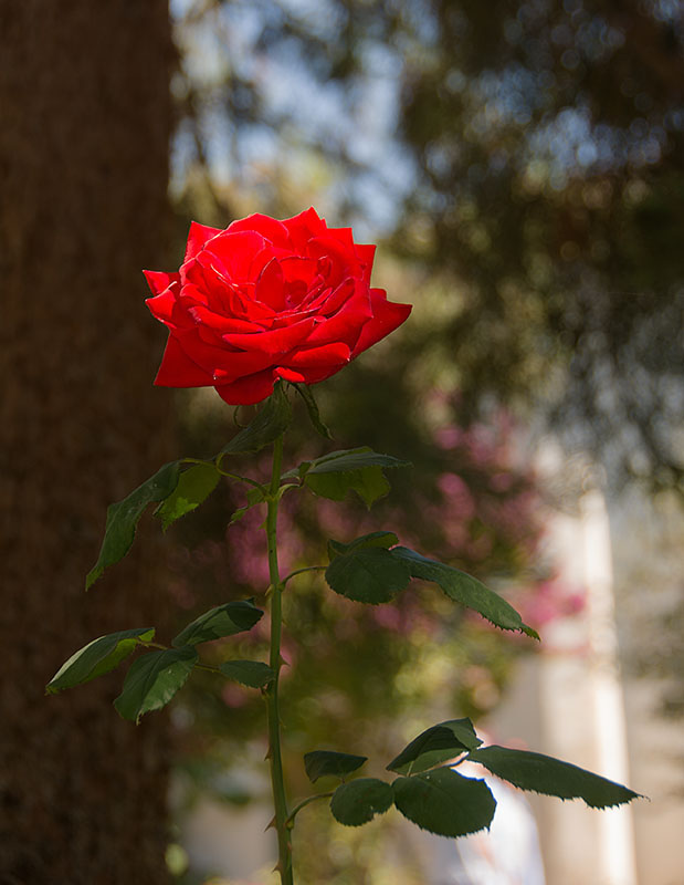_DSC6336_a3_dw2 Simply Red.jpg