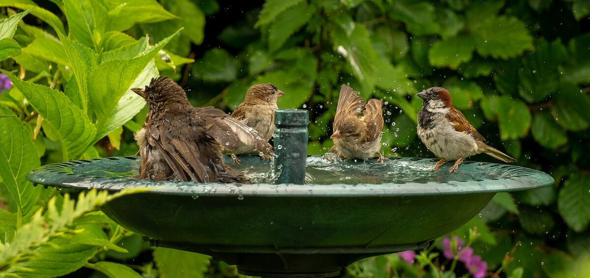 _DSC6442-ARW_DxO_DeepPRIME.jpg