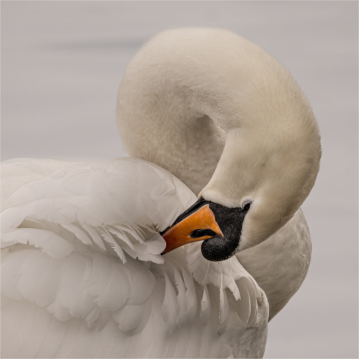 _DSC6550-topaz-sharpen-1 square crop copy stroke (2).jpg
