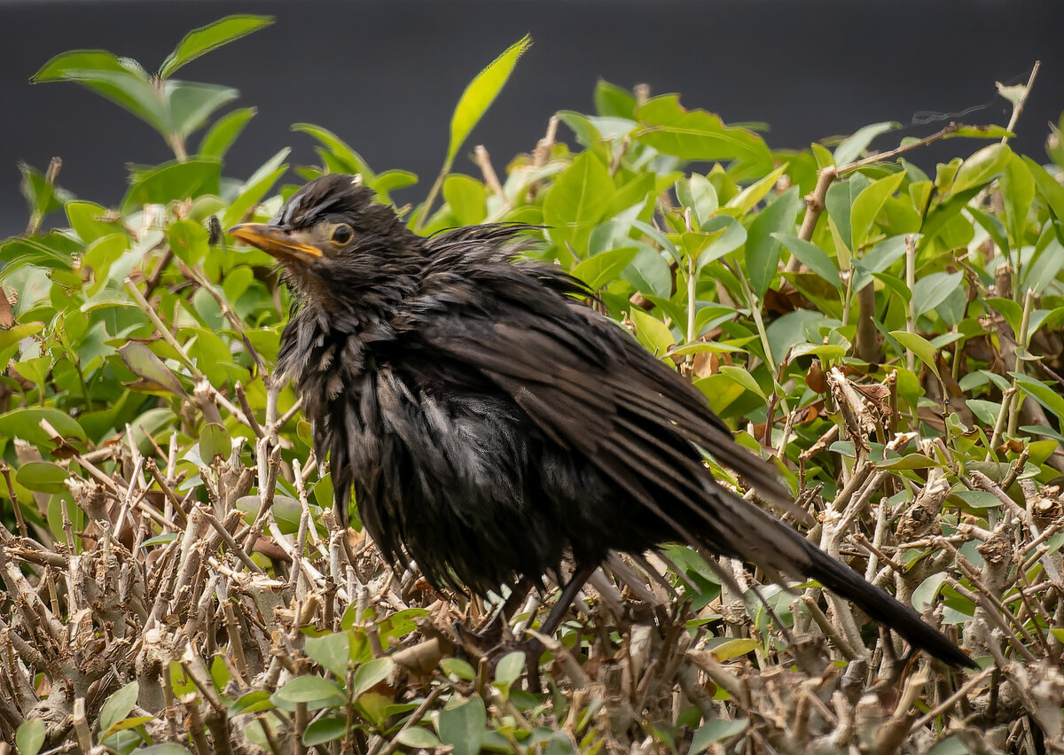 _DSC6608-ARW_DxO_DeepPRIME-1.jpg