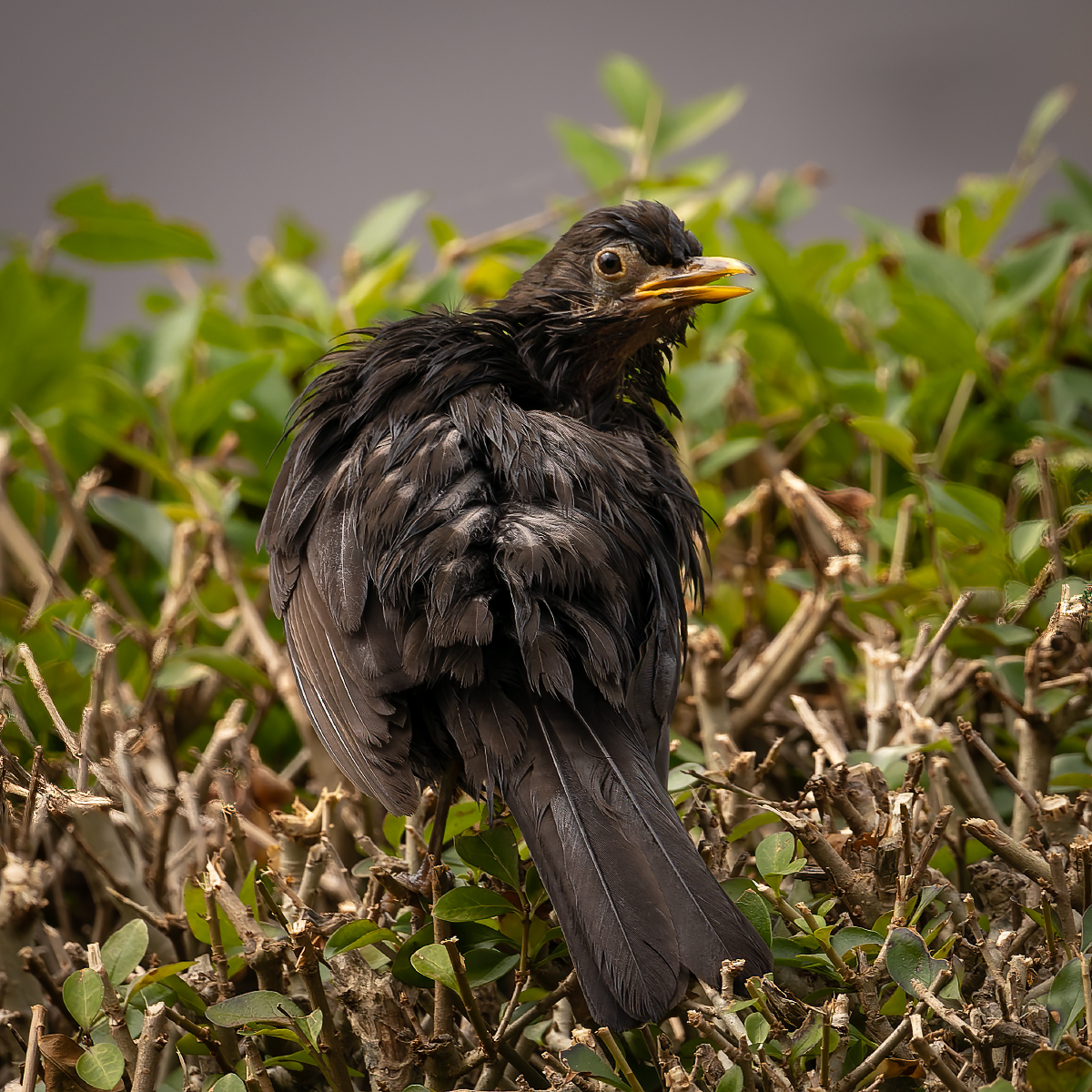 _DSC6619-ARW_DxO_DeepPRIME-1.jpg