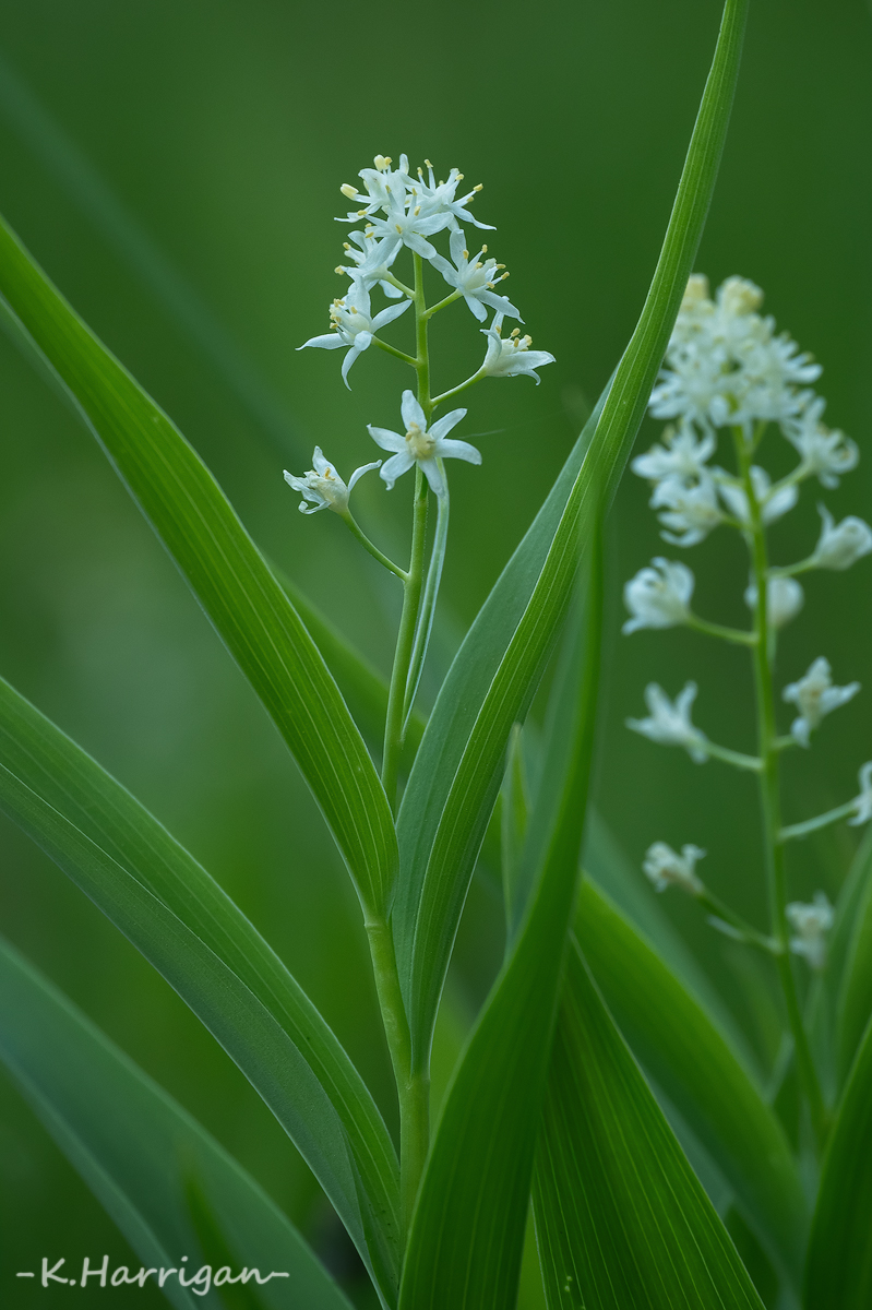 _DSC6649-sharpened.jpg