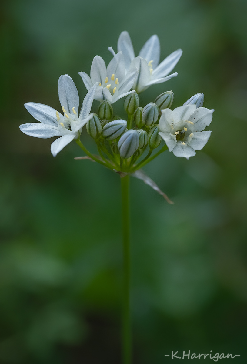 _DSC7250-sharpened.jpg