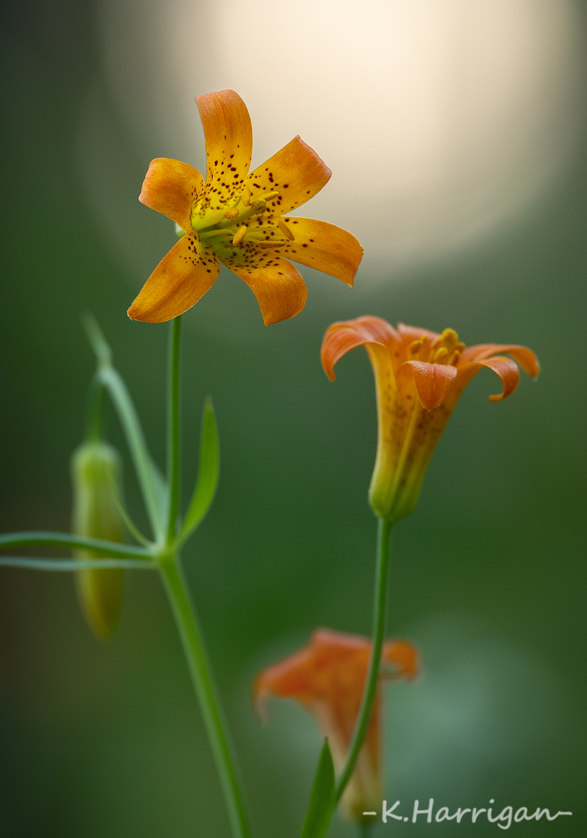 _DSC7303-sharpened.jpg