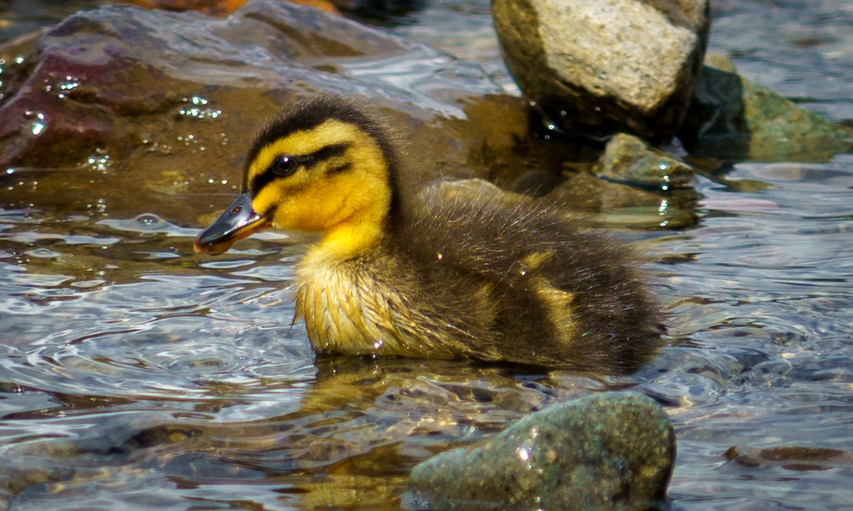 _DSC7442 copy-1 Left duckling copy.jpg
