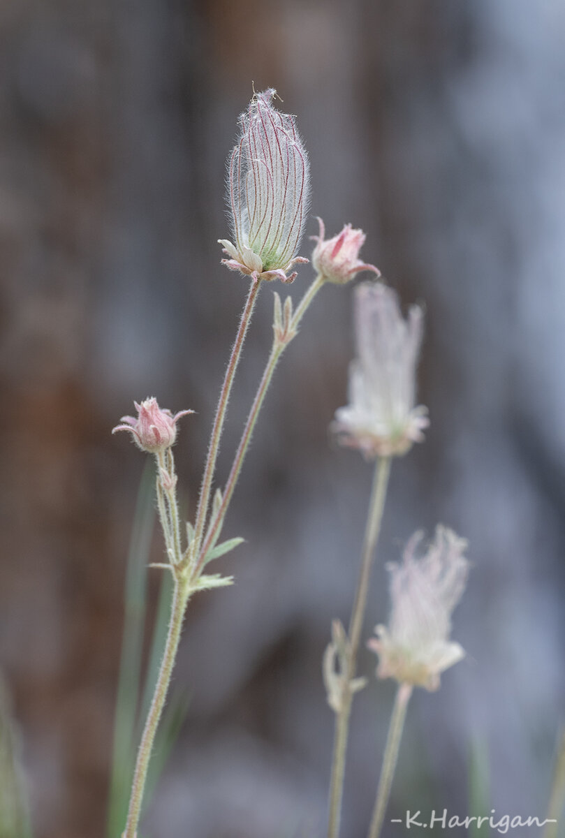 _DSC7500-sharpened.jpg