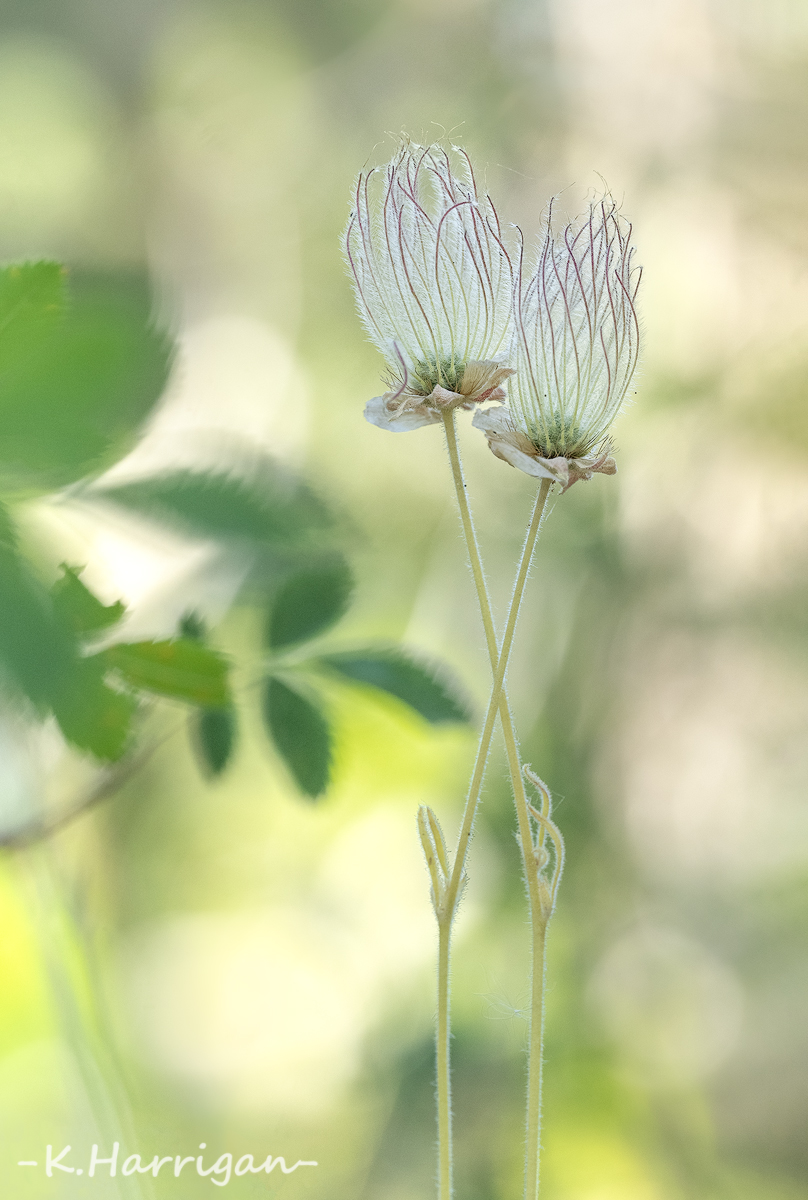_DSC7504-sharpened.jpg