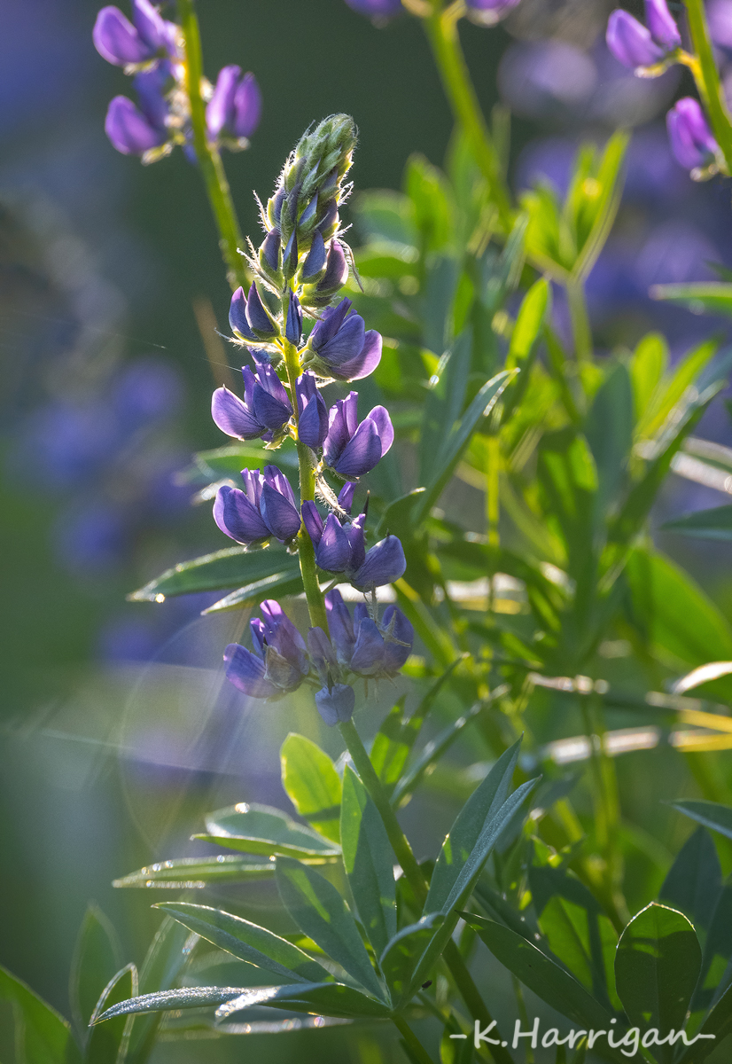 _DSC7654-sharpened.jpg