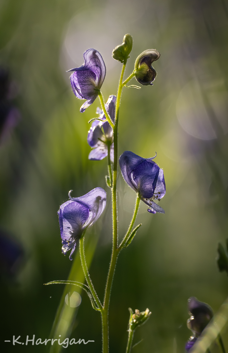 _DSC7675-sharpened.jpg