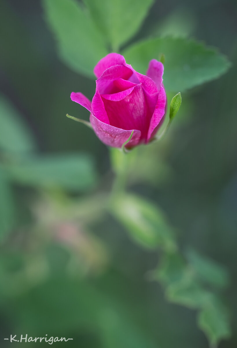_DSC7895-sharpened.jpg