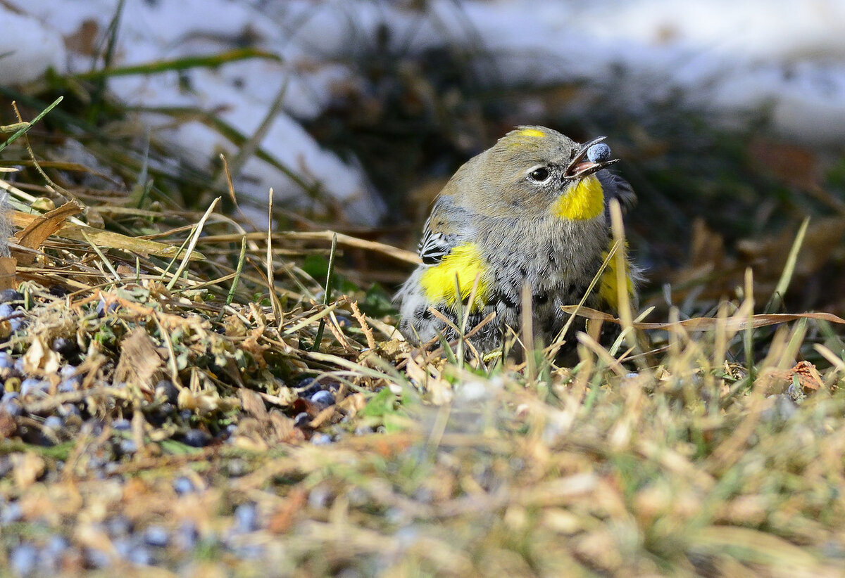 _DSC8315-X2.jpg