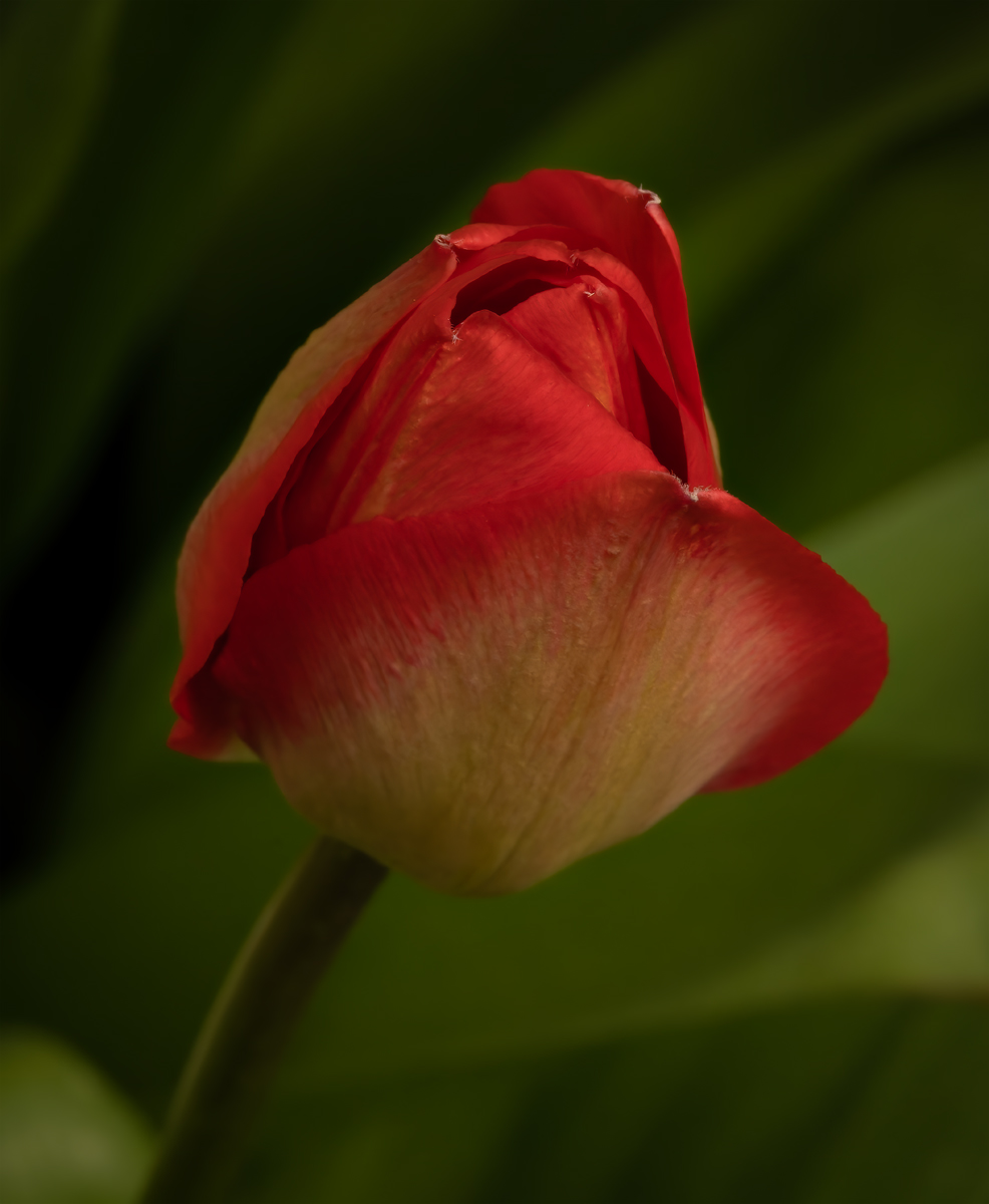 _DSC8844-ARW_DxO_DeepPRIME-1 copy.jpg