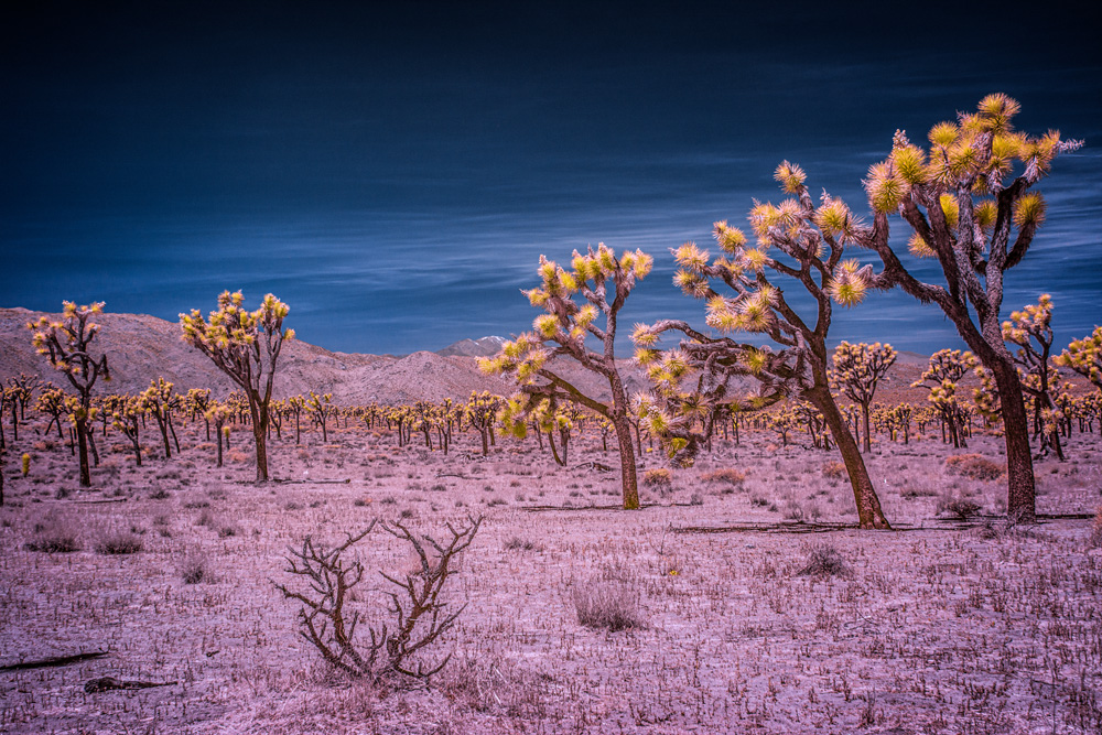 _DSC8954_WBbox_dw.jpg