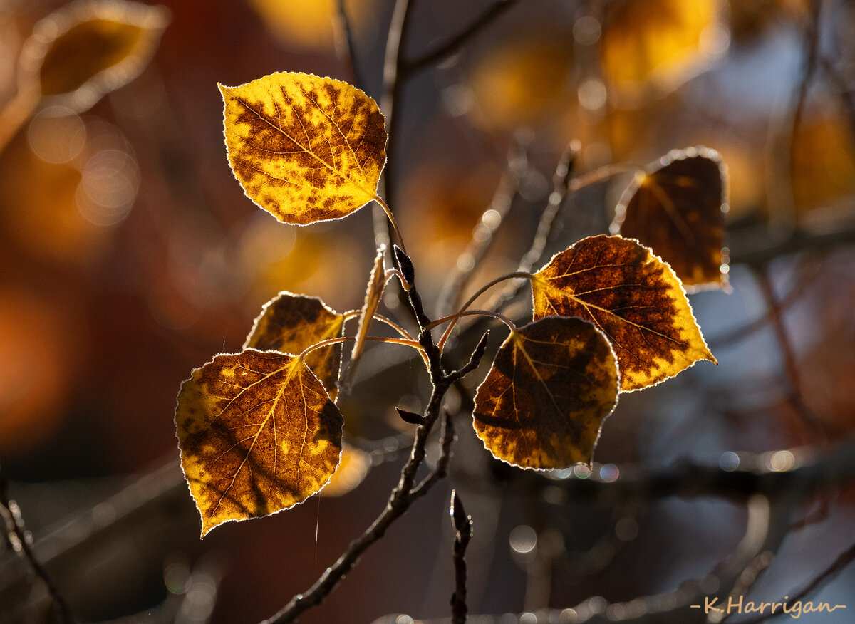 _DSC9182-sharpened.jpg