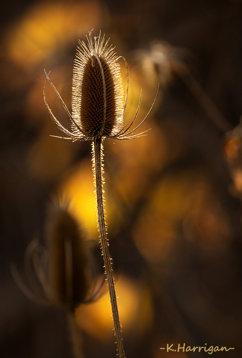 _DSC9273-sharpened.jpg