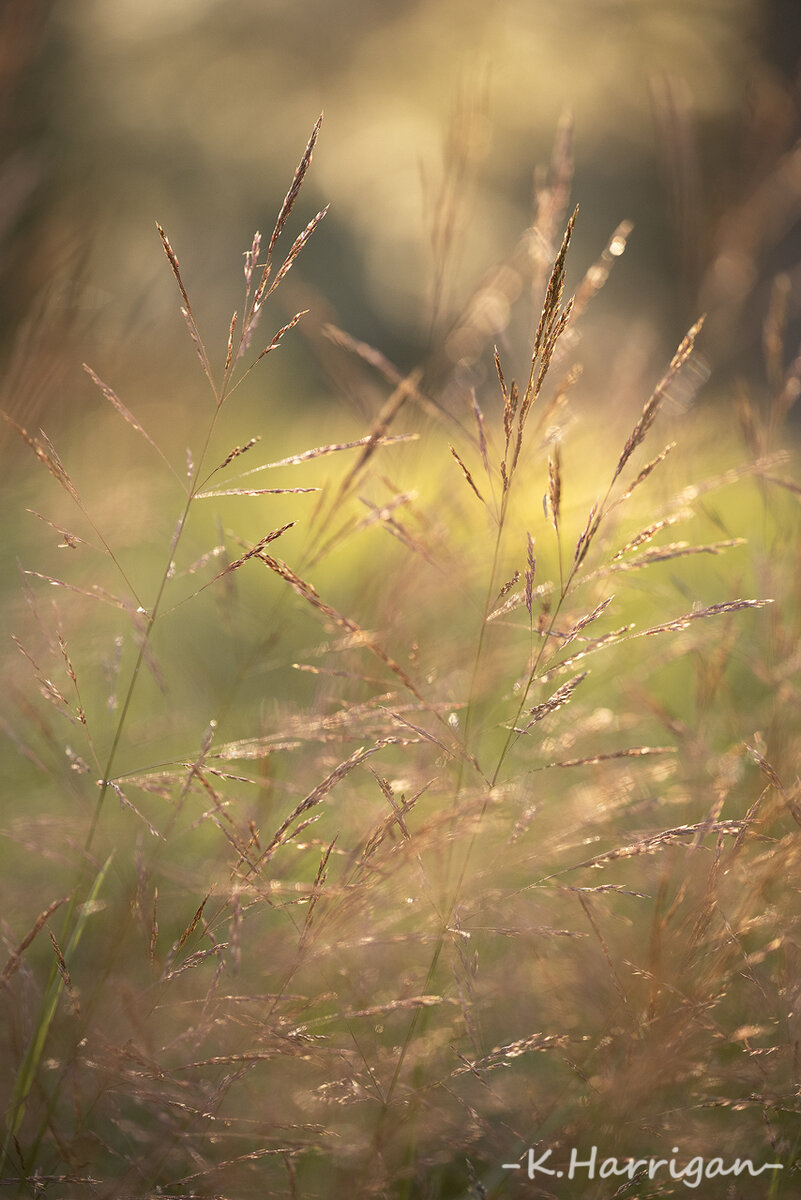 _DSC9671-sharpened.jpg