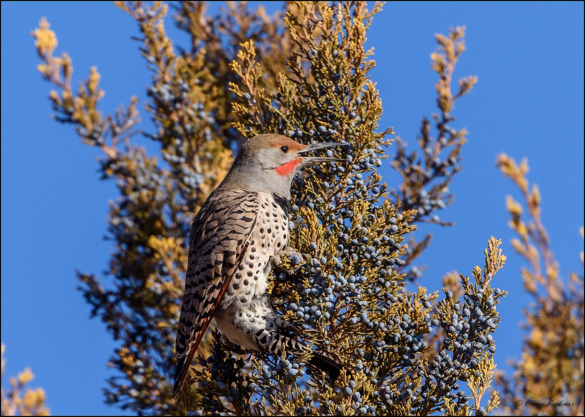 _DSC_D810_000942 as Smart Object-1-X2.jpg