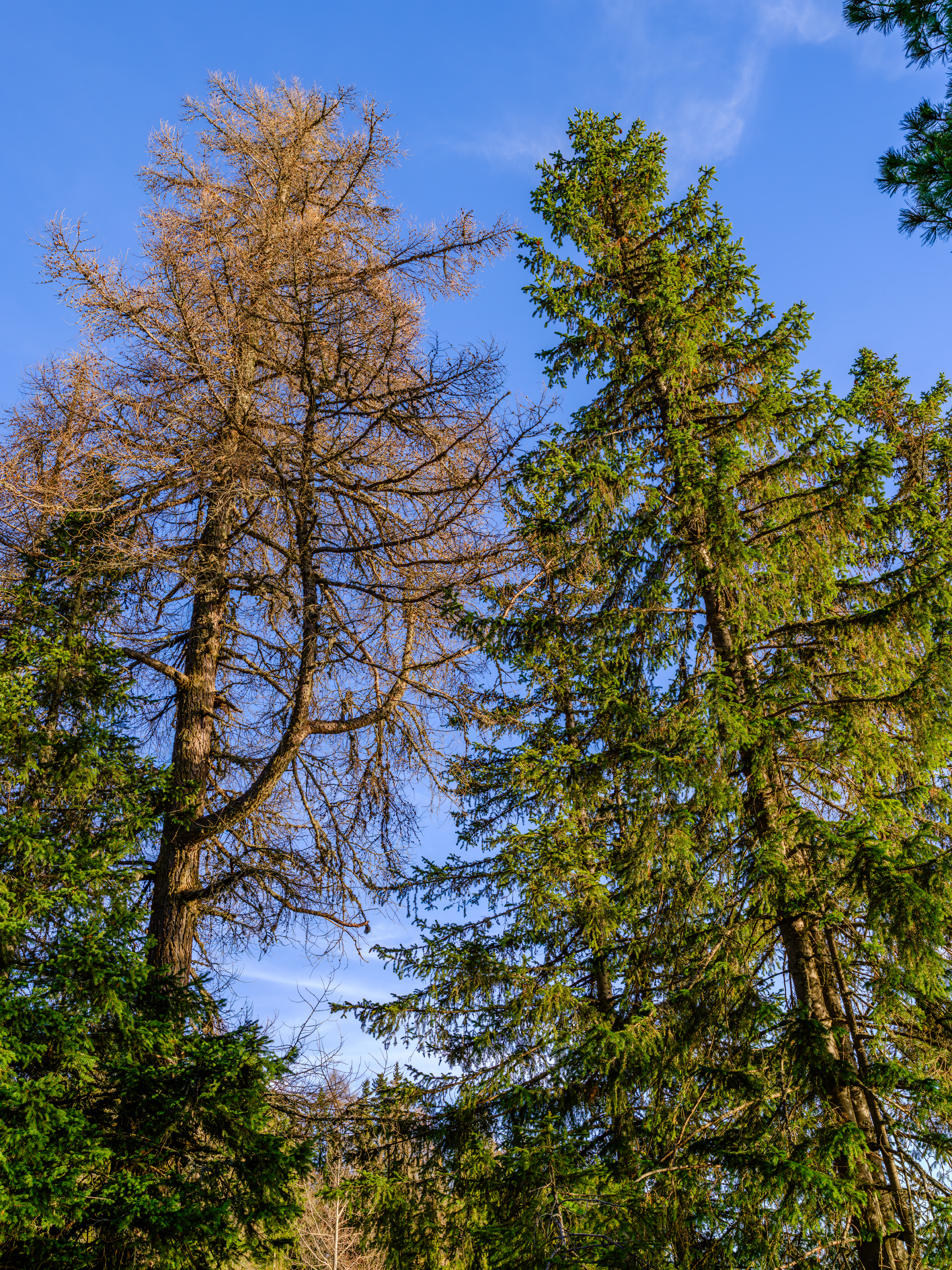 _DSF3332-Velvia Photo kopie.jpg