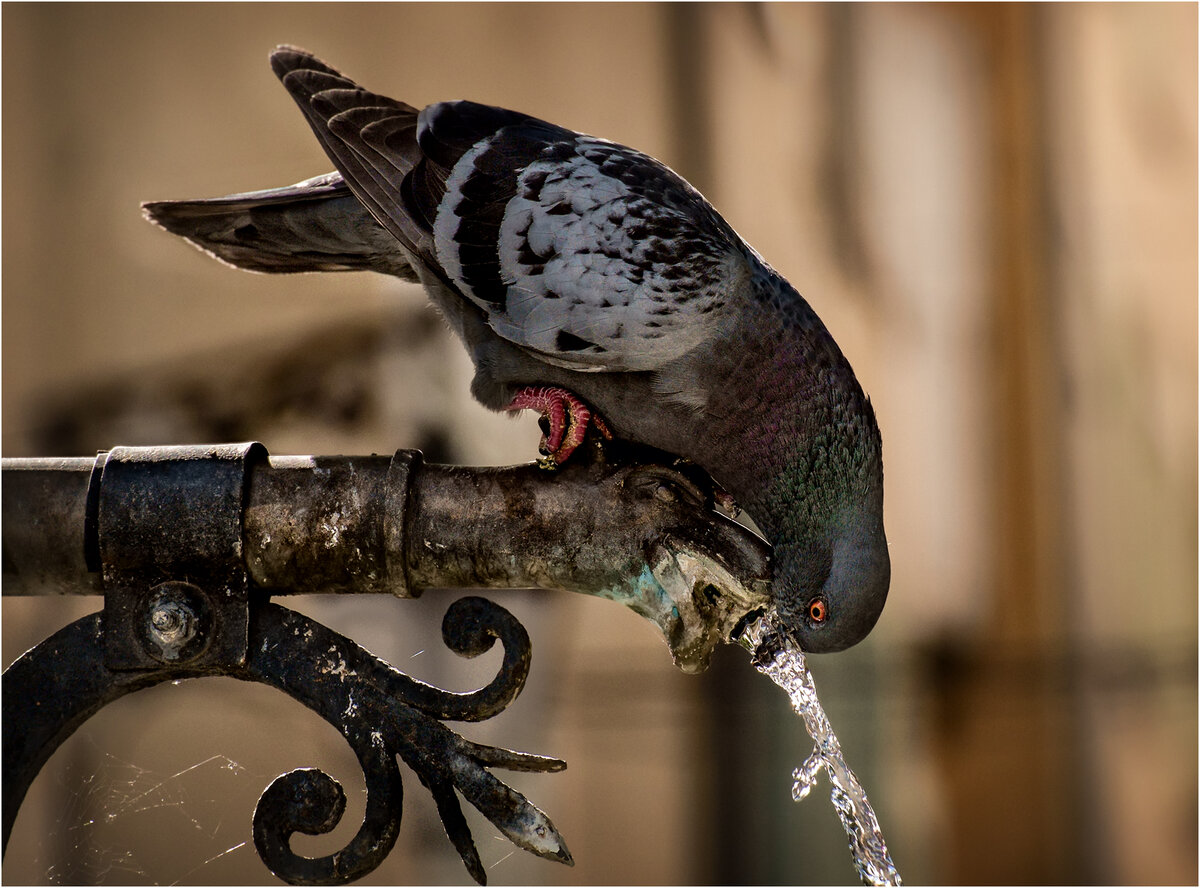 _DSF8289 as Smart Object-1.jpg