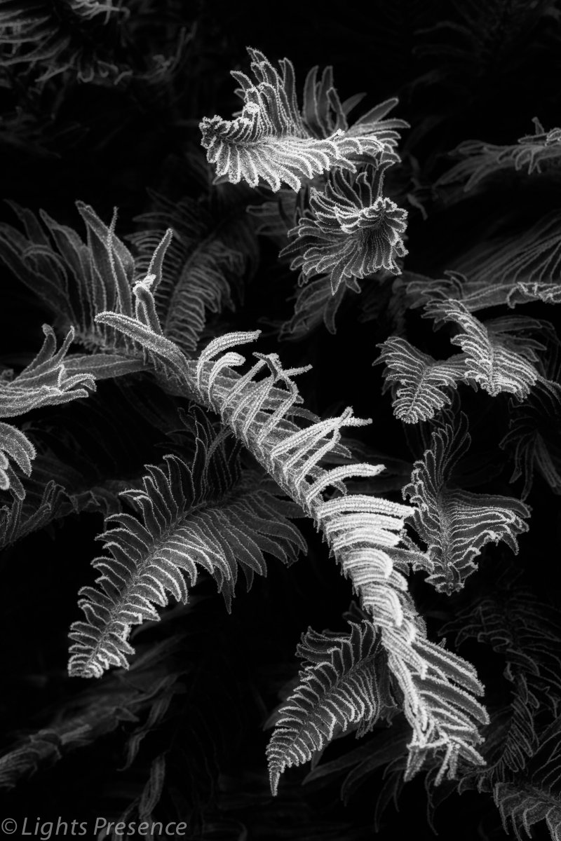 _MG_3299-Edit.jpg