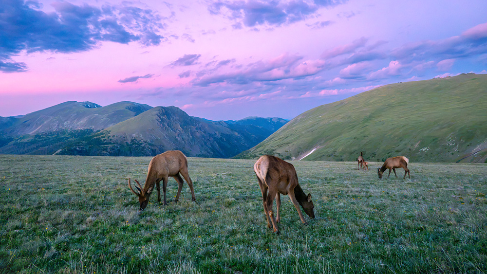 _NZ82523_9x16_dw.jpg