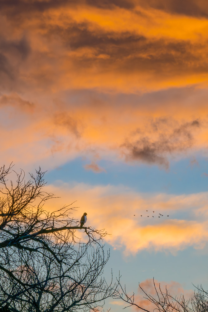 _NZ83696_dw.jpg