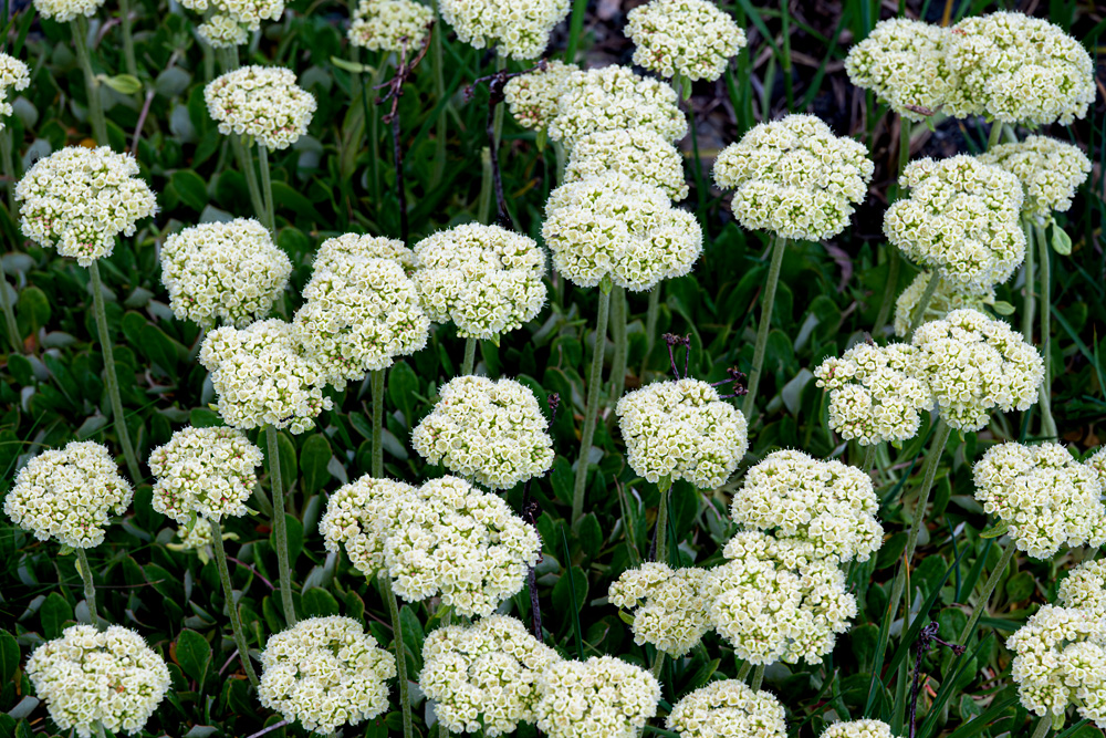 _NZ83855_dw.jpg