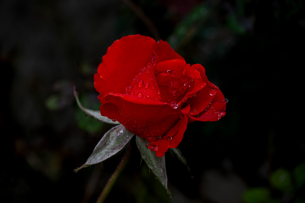 _NZ86323_dw.jpg