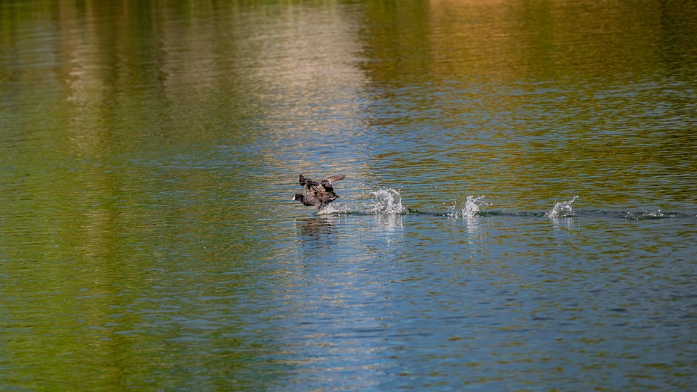 _NZ86762_9x16_dw.jpg